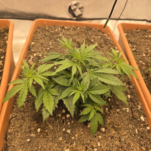 Mephisto - Major Toke. Week 5