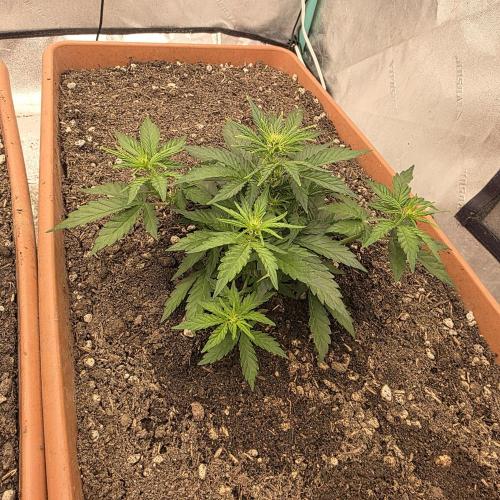 Mephisto - Major Toke. Week 5