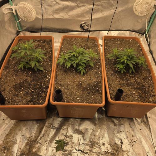 Major Toke. Week 5