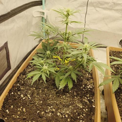 Mephisto - Major Toke