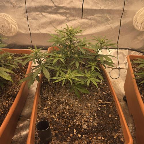 Mephisto - Major Toke. Week 6
