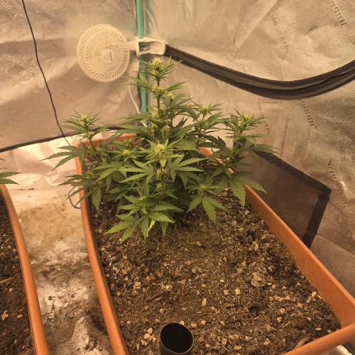 Mephisto - Major Toke. Week 6