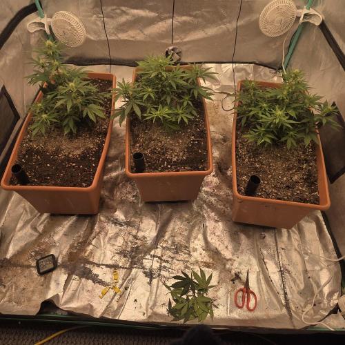 Major Toke. Week 6