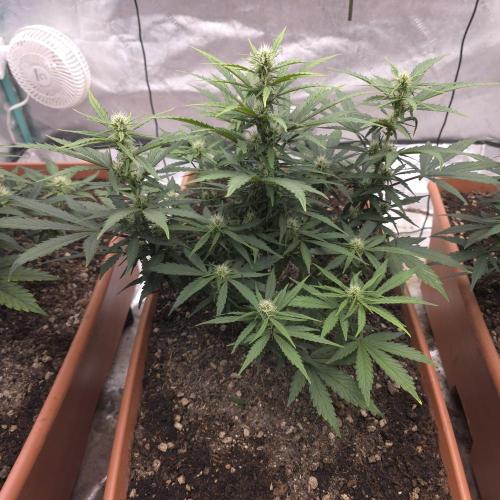 Mephisto - Major Toke. Week 7