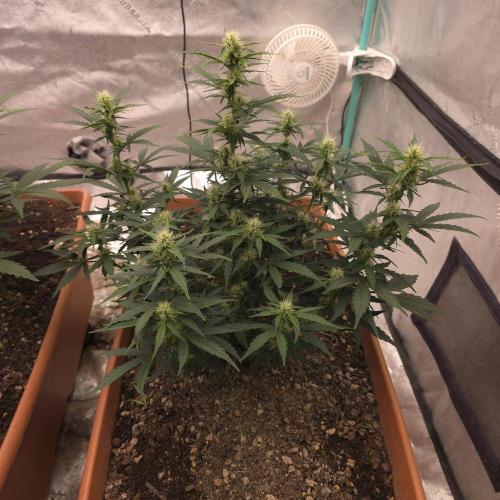 Mephisto - Major Toke. Week 7