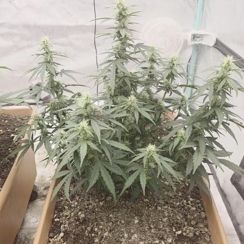 Major Toke. Week 7