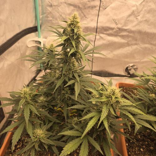 Mephisto - Major Toke. Week 8
