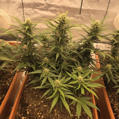 Mephisto - Major Toke. Week 8