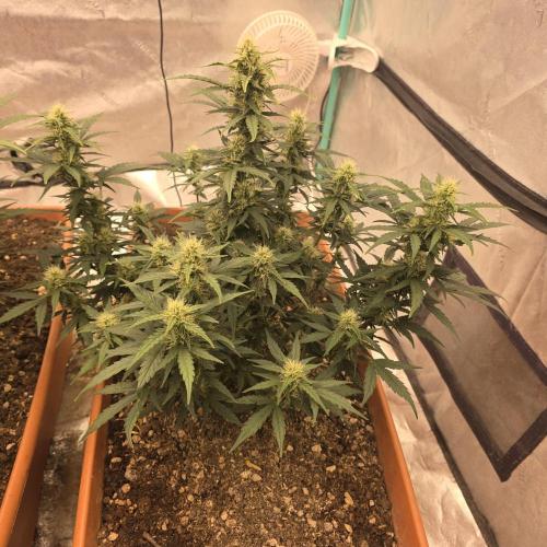 Mephisto - Major Toke. Week 8