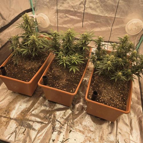 Major Toke. Week 8