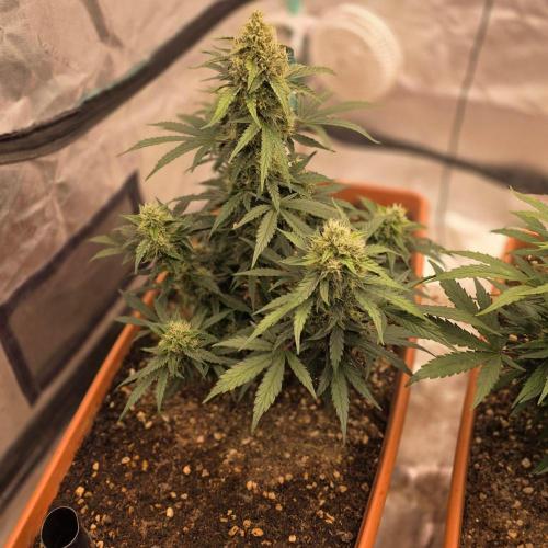 Mephisto - Major Toke. Week 9