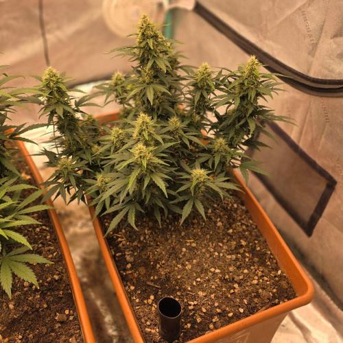 Mephisto - Major Toke. Week 9