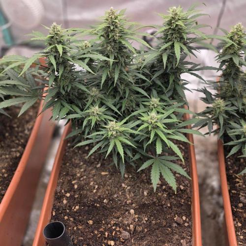 Mephisto - Major Toke. Week 9