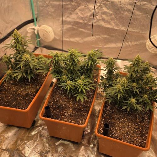 Mephisto - Major Toke. Week 9