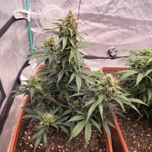 Mephisto - Major Toke. Week 10