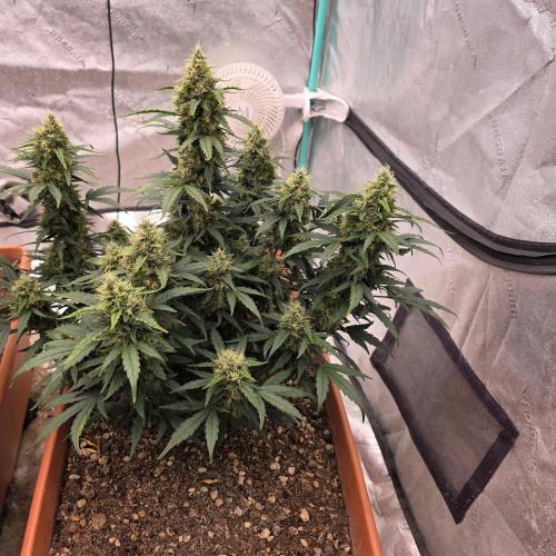 Mephisto - Major Toke. Week 10