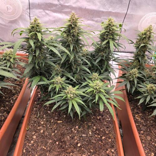 Mephisto - Major Toke. Week 10