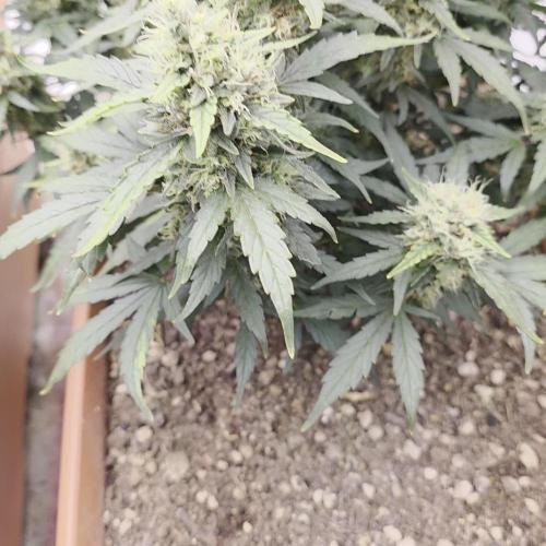 Mephisto - Major Toke