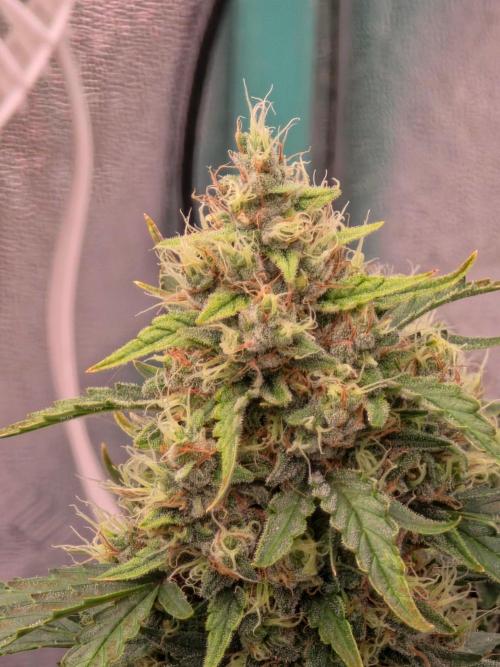 Mephisto - Major Toke. Week 8