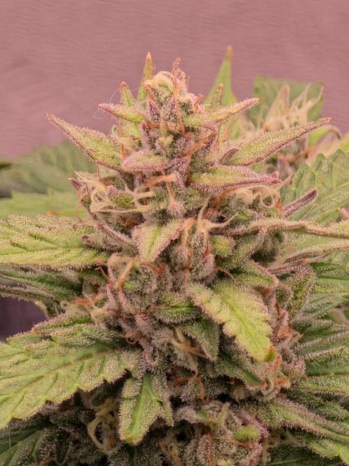 Mephisto - Major Toke. Week 8