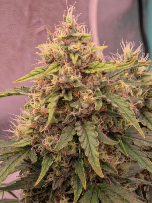 Mephisto - Major Toke. Week 10