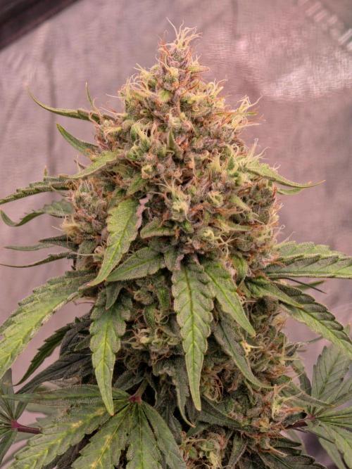 Mephisto - Major Toke. Week 10