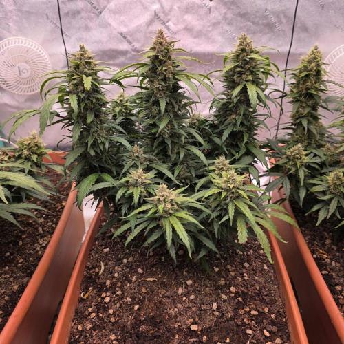 Mephisto - Major Toke. Week 11