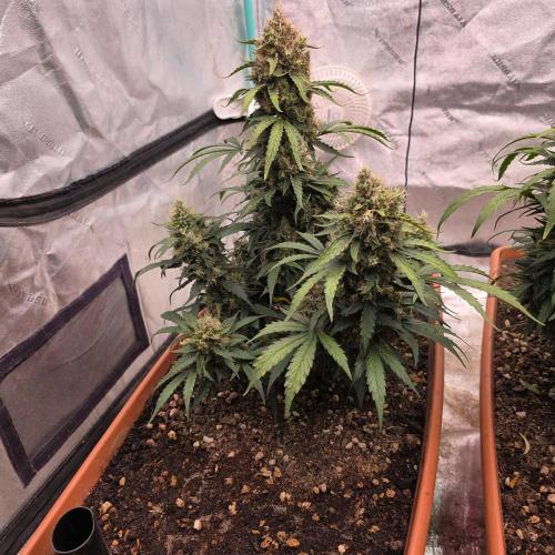Mephisto - Major Toke. Week 11