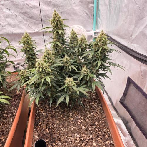 Mephisto - Major Toke. Week 11