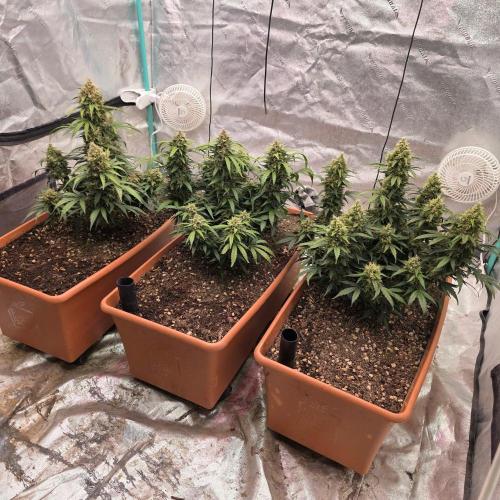 Major Toke Auto. Week 11