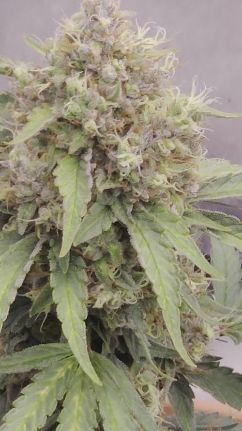 Mephisto - Major Toke
