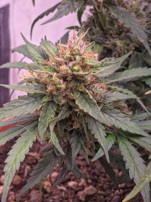 Mephisto - Major Toke. Week 11