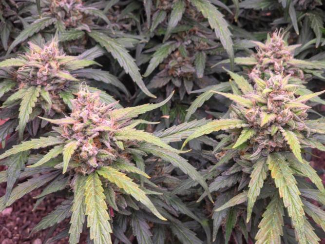 Major Toke Auto. Week 11