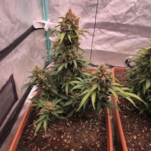 Mephisto - Major Toke. Week 12