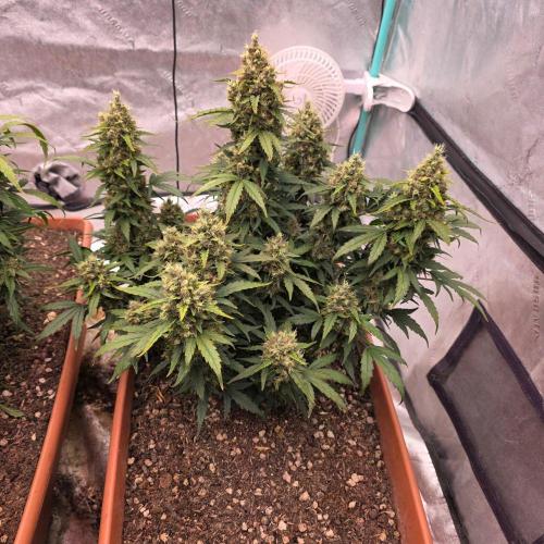 Mephisto - Major Toke. Week 12