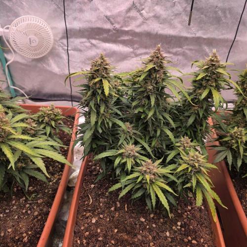 Mephisto - Major Toke. Week 12