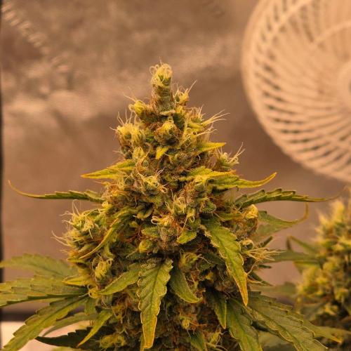 Mephisto - Major Toke. Week 12