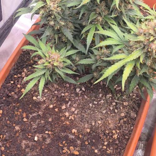 Mephisto - Major Toke