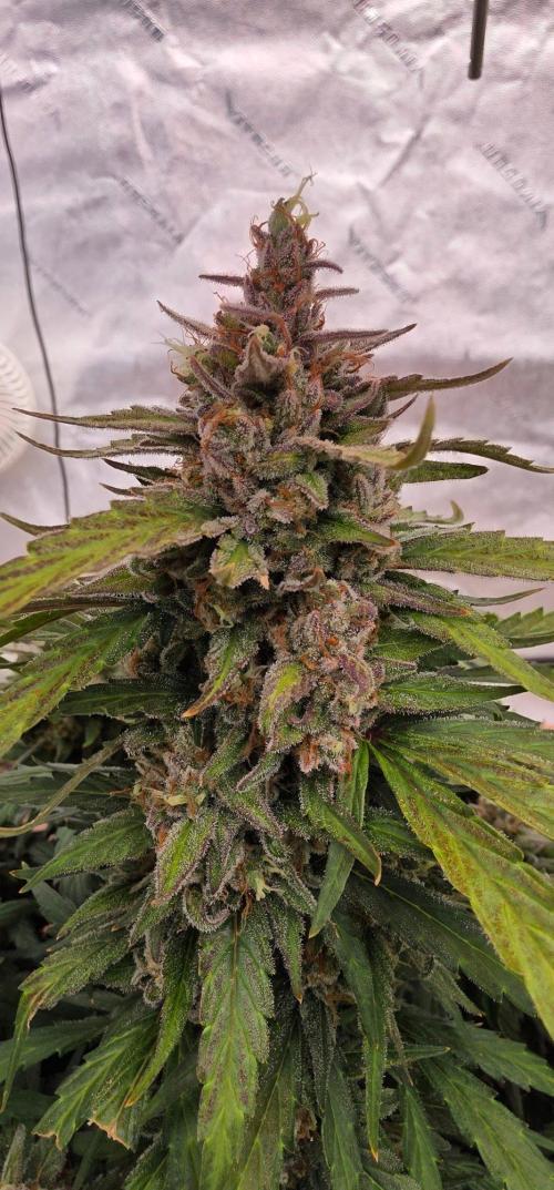 Mephisto - Major Toke. Week 12
