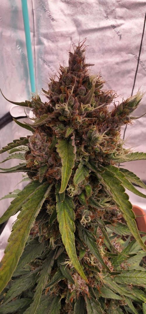 Mephisto - Major Toke. Week 12