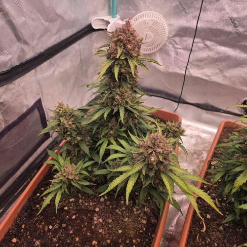 Mephisto - Major Toke. Week 13