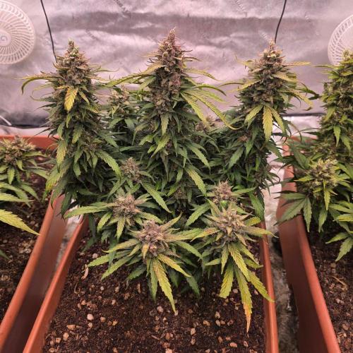 Mephisto - Major Toke. Week 13
