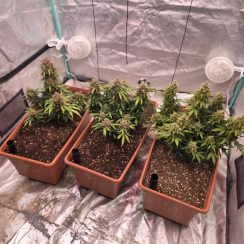 Mephisto - Major Toke. Week 13
