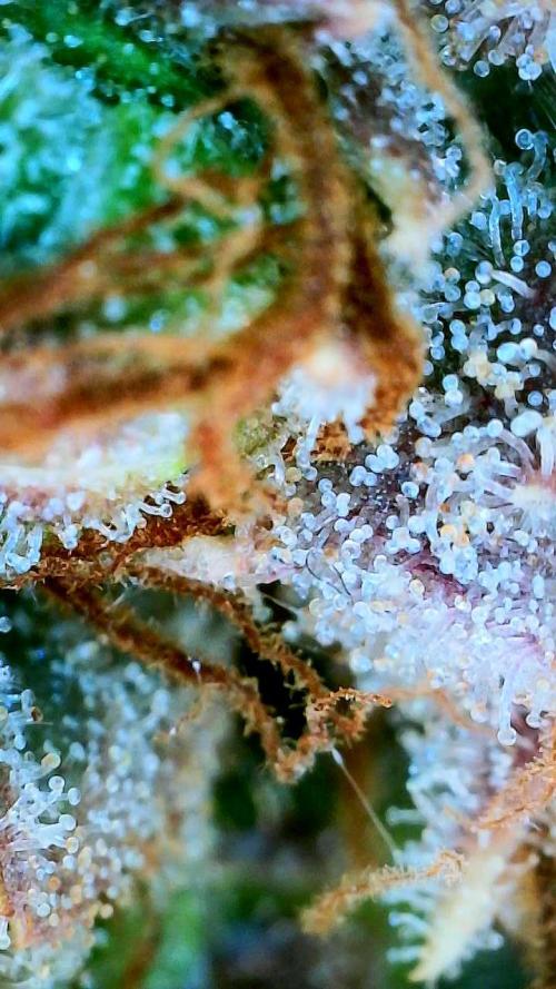Mephisto - Major Toke. Week 14