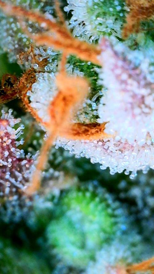 Mephisto - Major Toke. Week 14