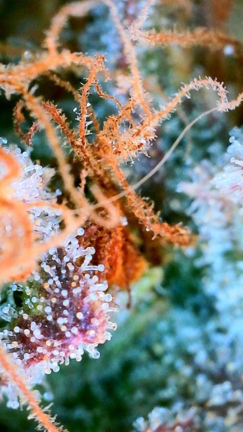 Mephisto - Major Toke. Week 14