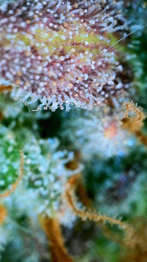 Mephisto - Major Toke. Week 14