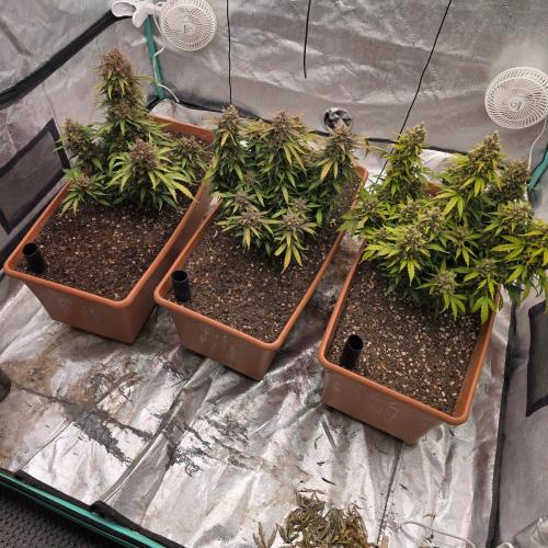 Mephisto - Major Toke. Week 14