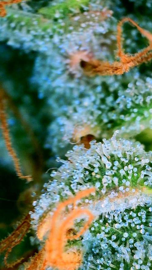 Mephisto - Major Toke. Week 14