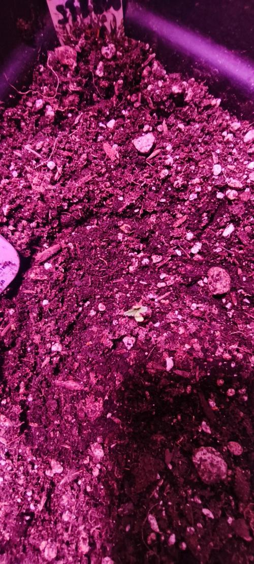 Exotics seed. Week 2